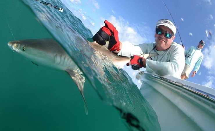 tampa shark fishing charter